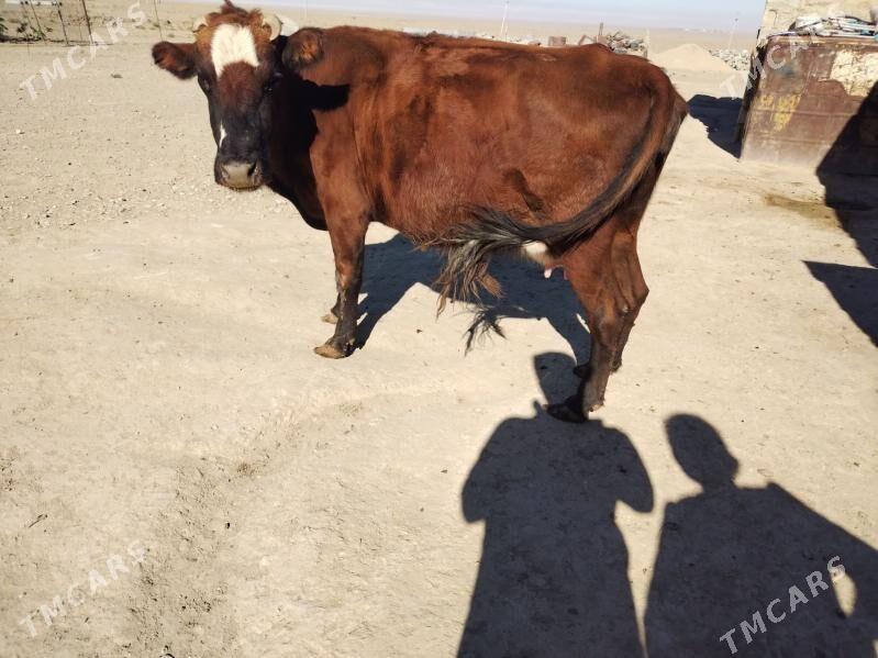 Golely sygyr - Берекет - img 3