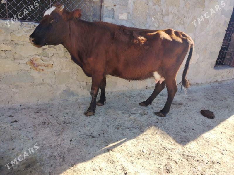 Golely sygyr - Берекет - img 4