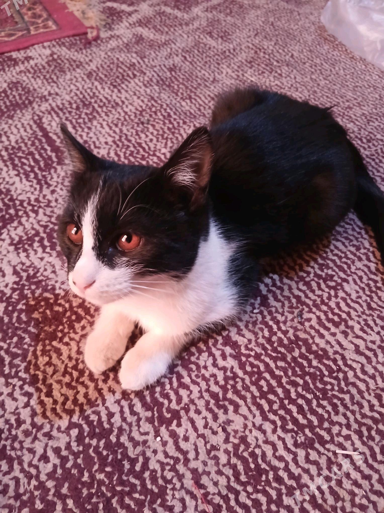 pisik - Болдумсаз - img 2