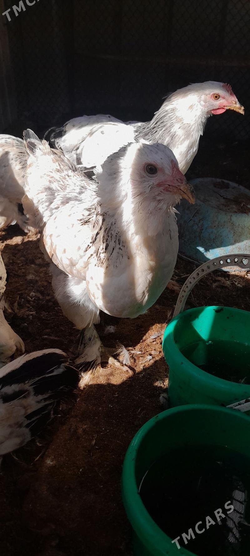 Balgar towuklar - Чоганлы - img 7