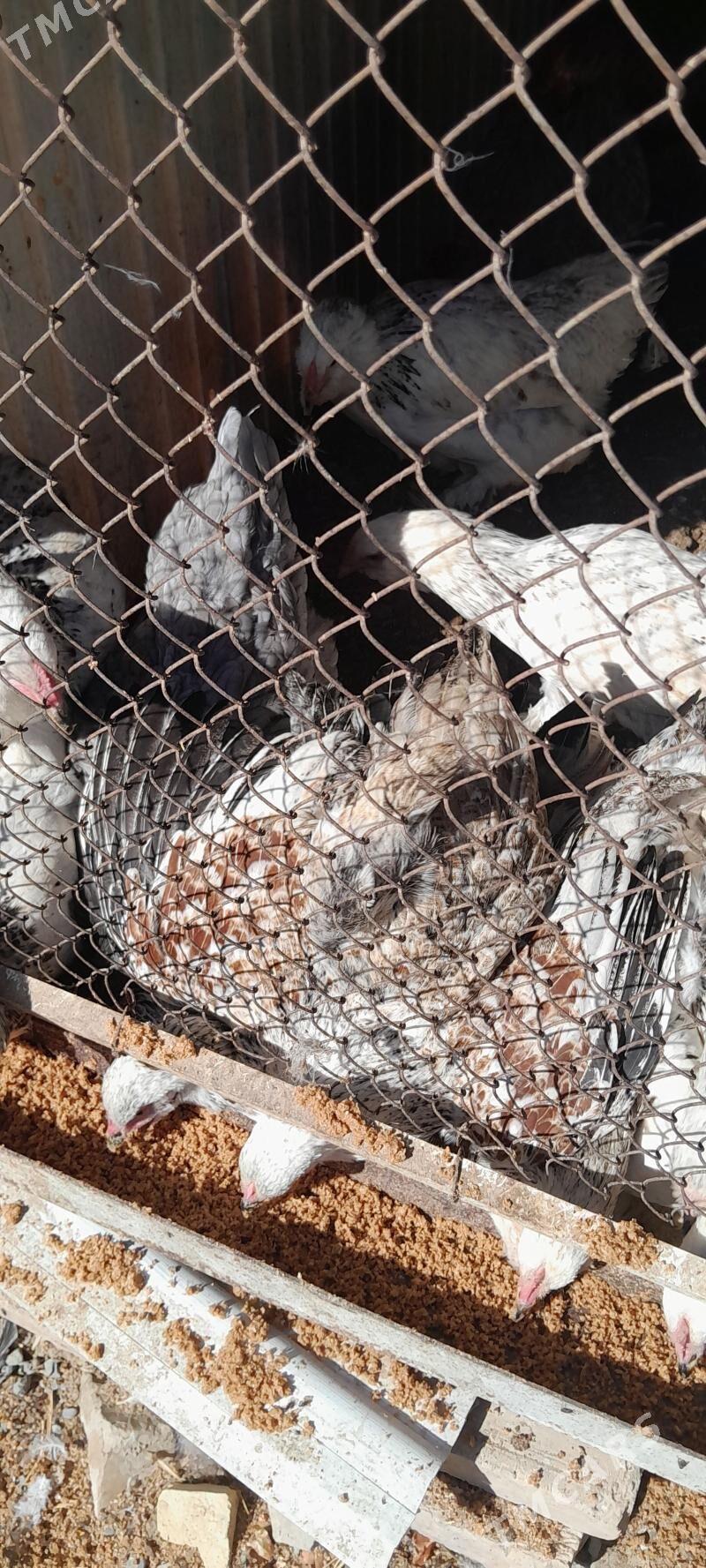 Balgar towuklar - Чоганлы - img 4