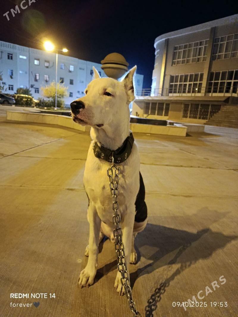 Ищу подругу - Туркменабат - img 2