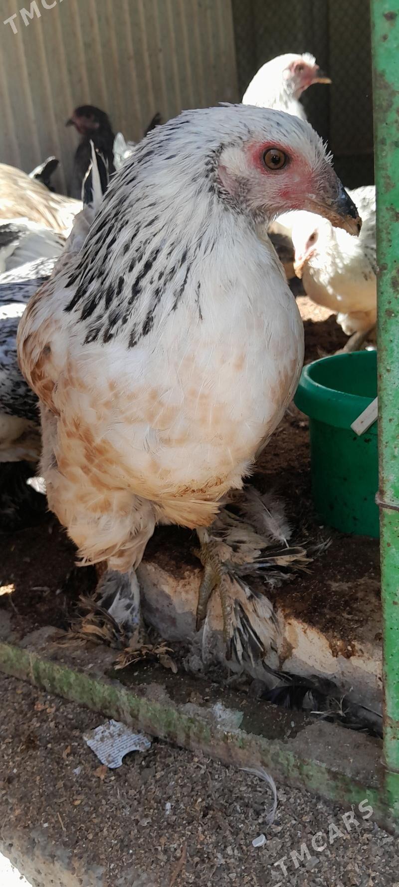 Balgar towuklar - Чоганлы - img 6