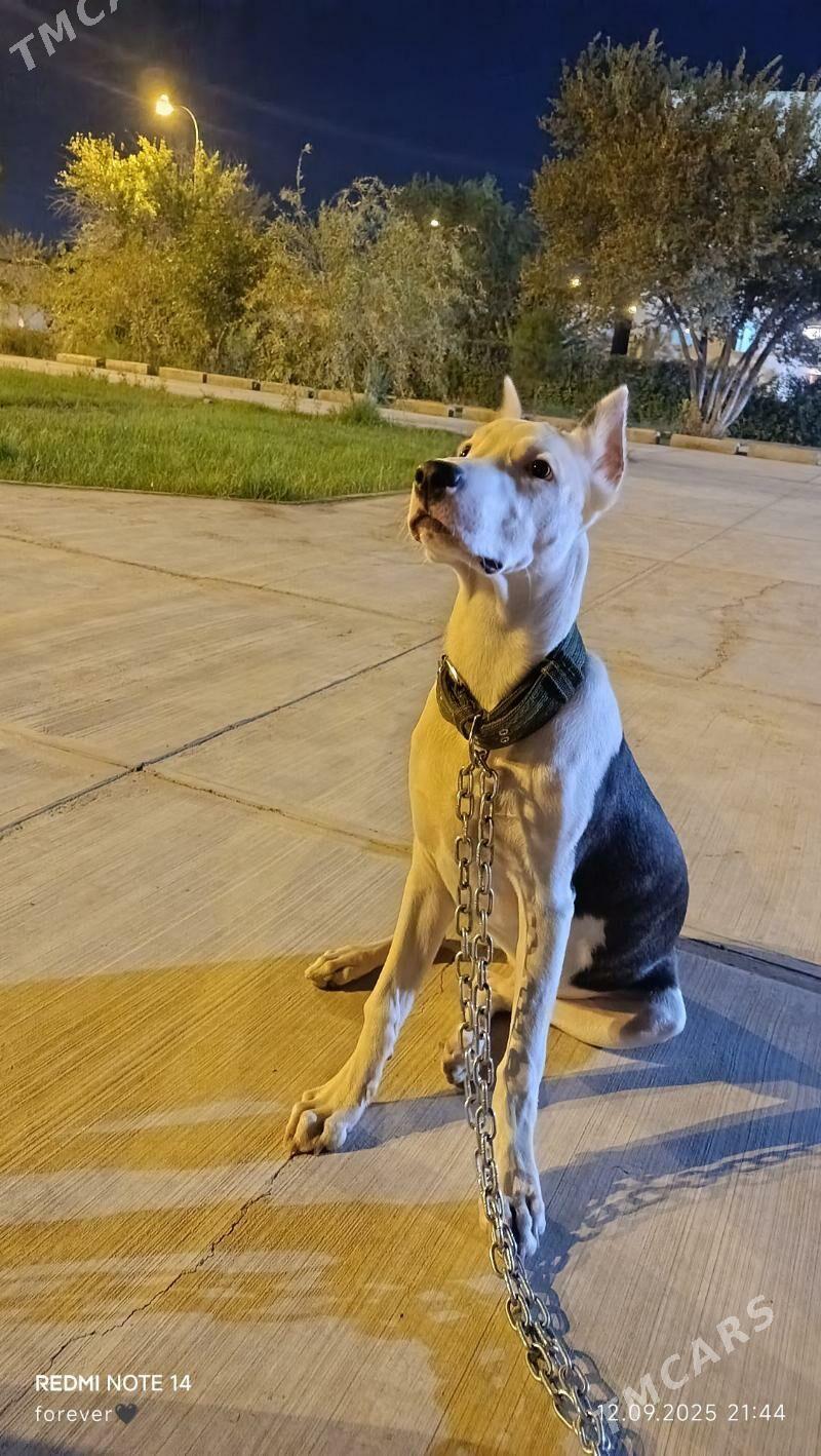 Ищу подругу - Туркменабат - img 4