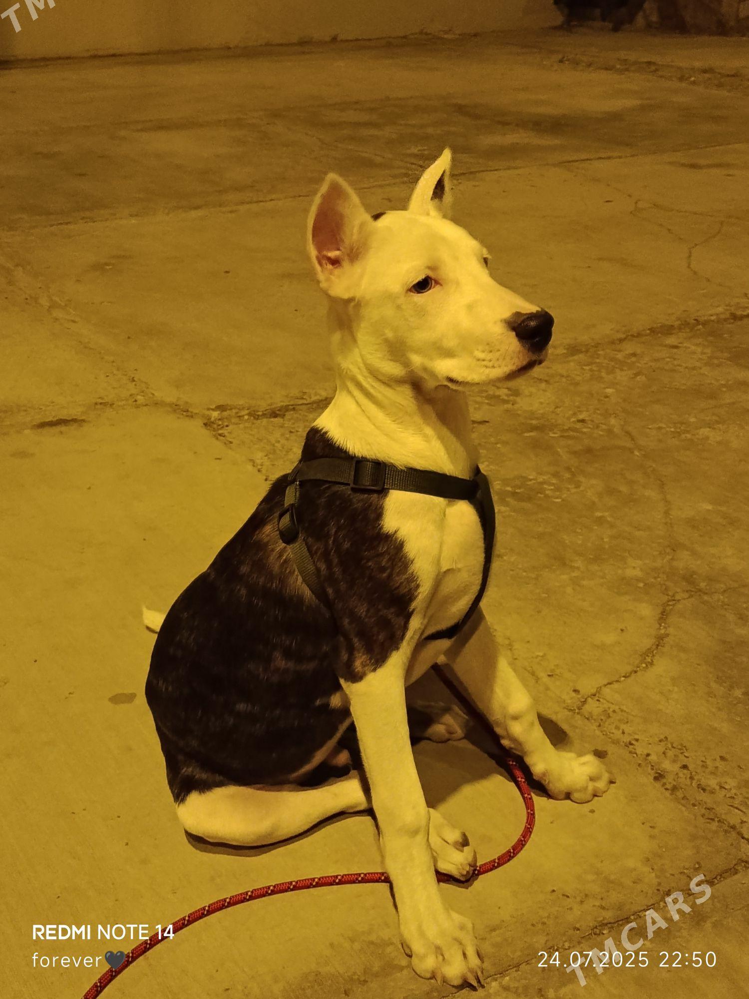 Ищу подругу - Туркменабат - img 5