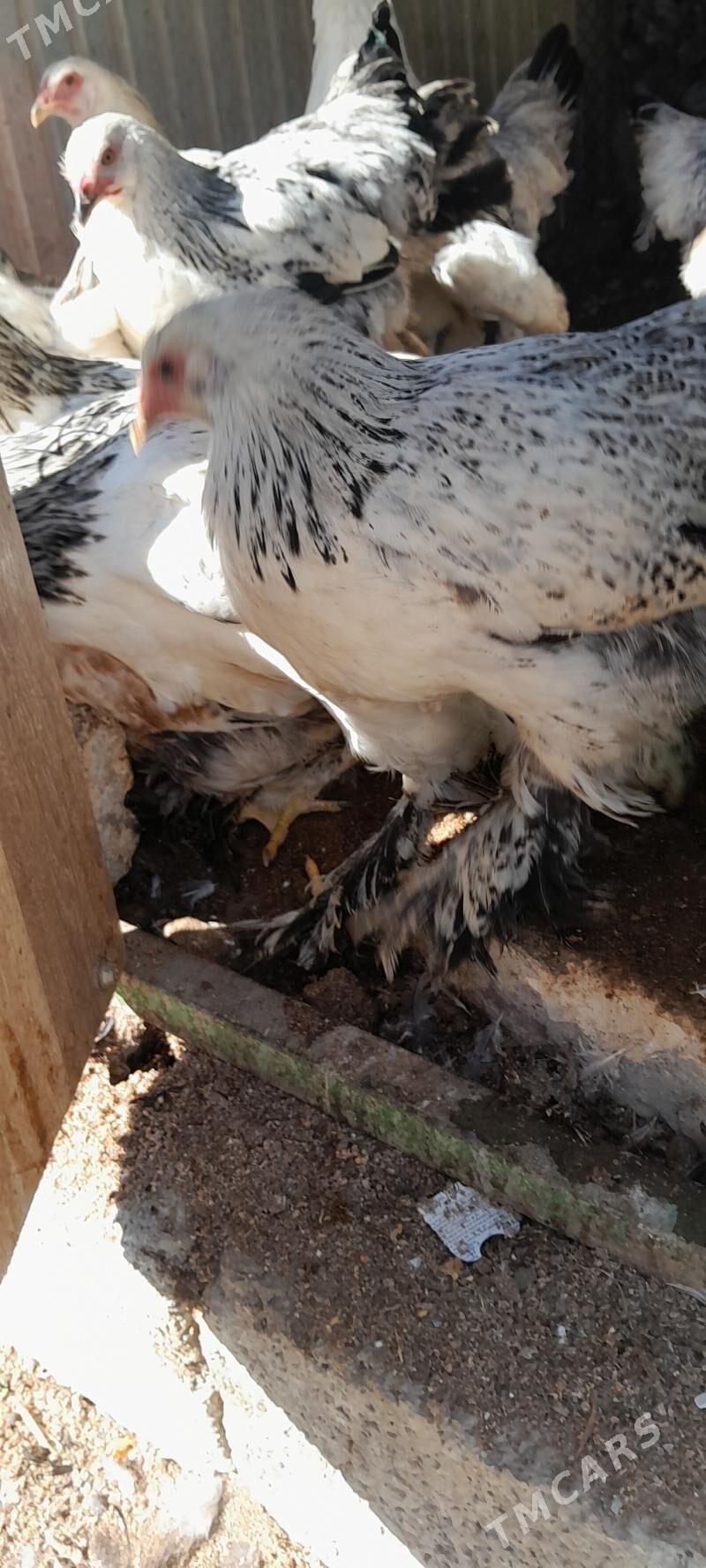 Balgar towuklar - Чоганлы - img 3