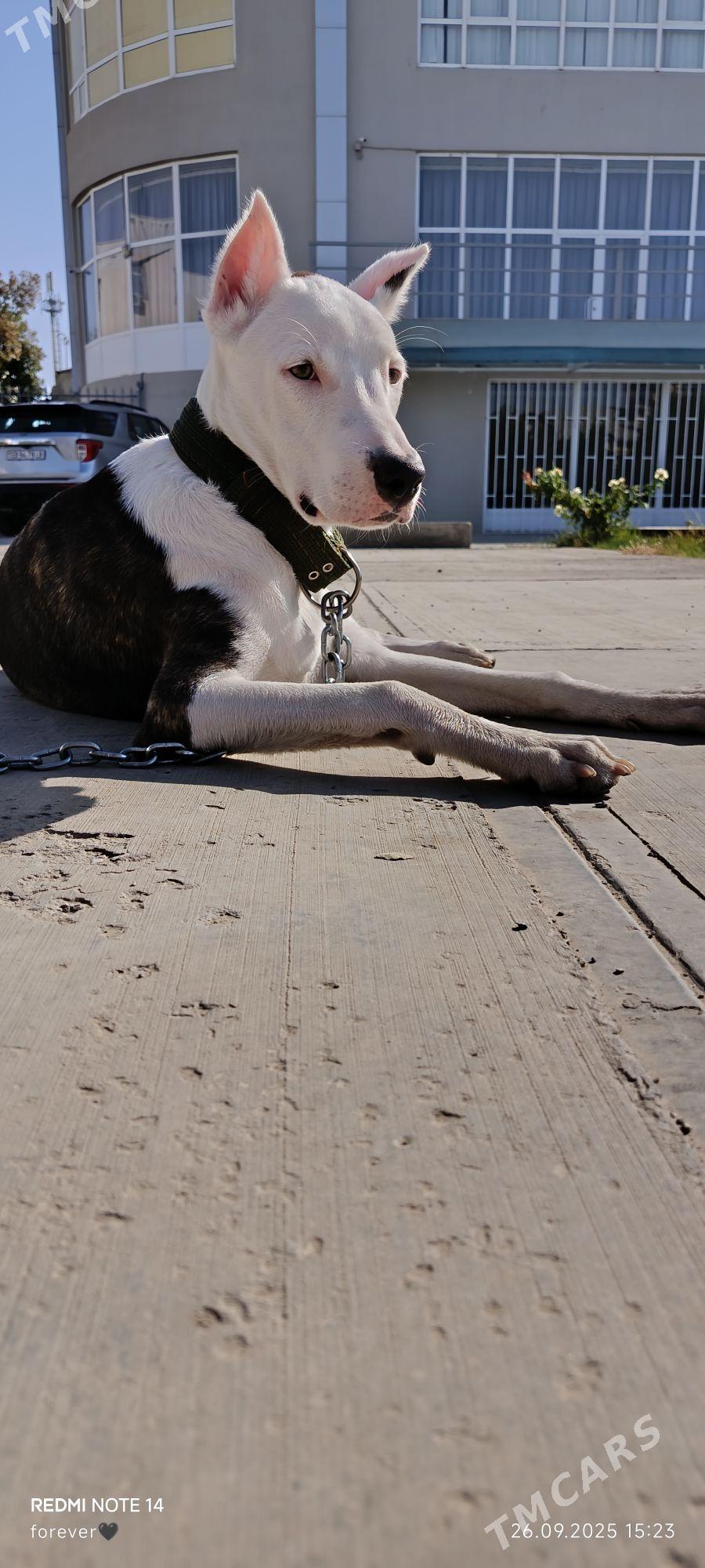 Ищу подругу - Туркменабат - img 3