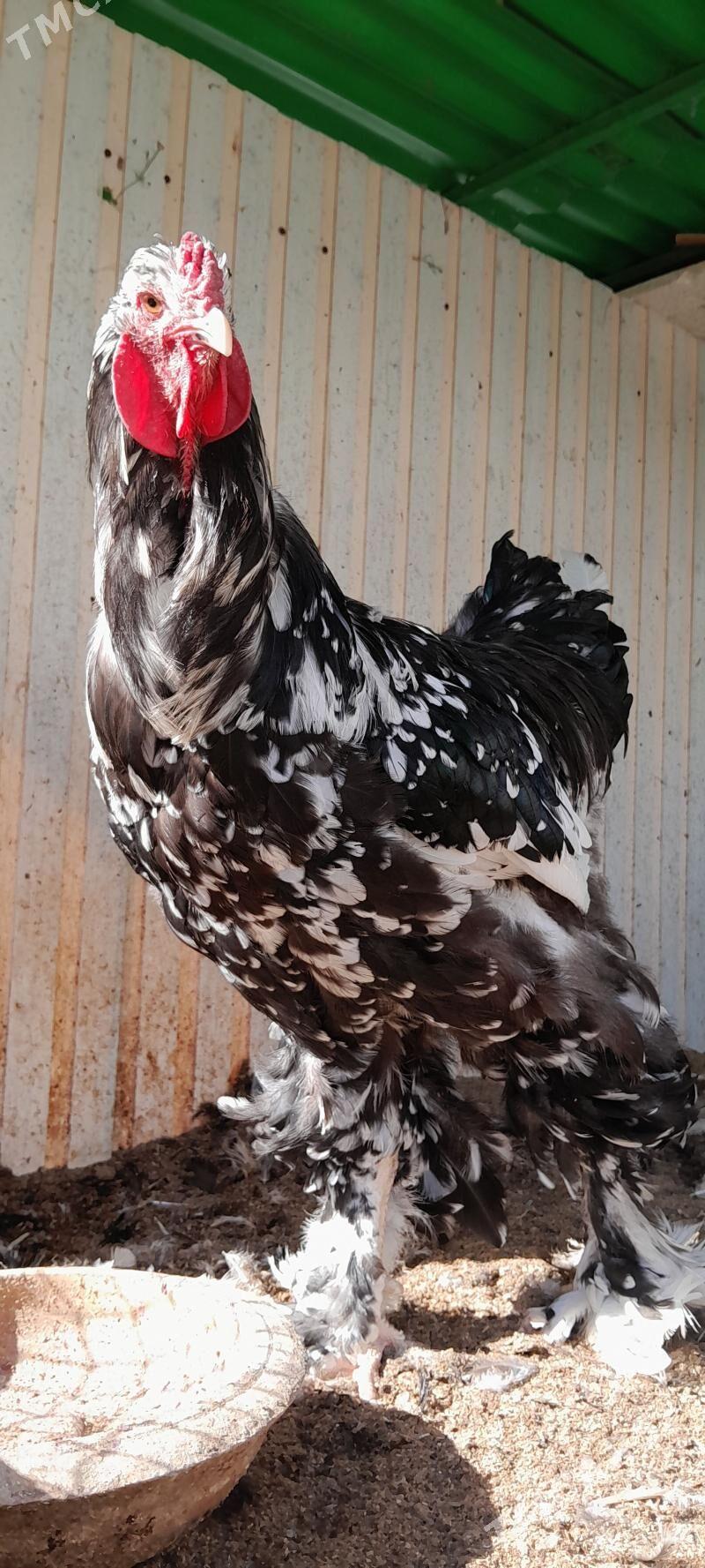 Balgar horazy - Çoganly - img 2