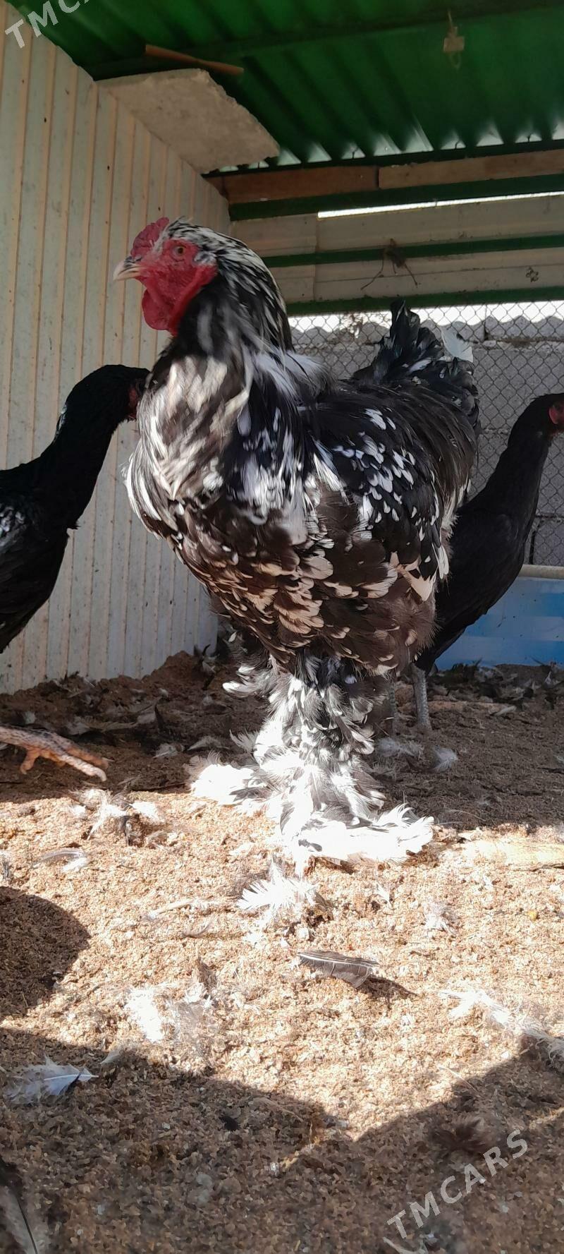 Balgar horazy - Çoganly - img 3