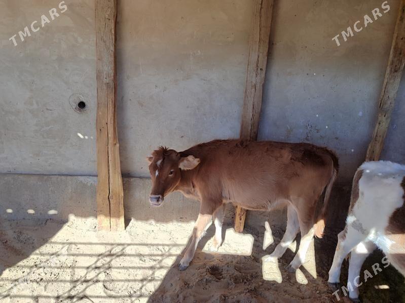 Gaçar - Балканабат - img 3