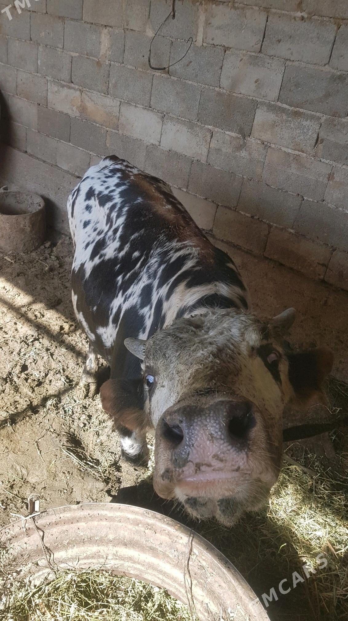 Öküz. - Яшлык - img 3