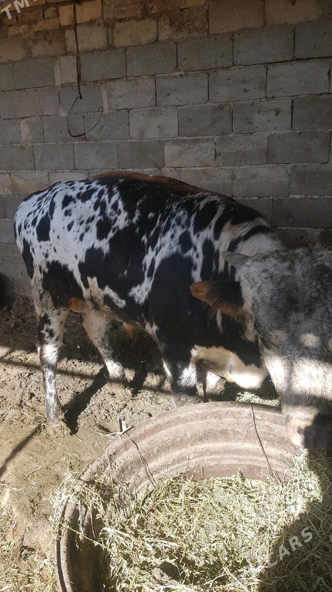 Öküz. - Яшлык - img 4