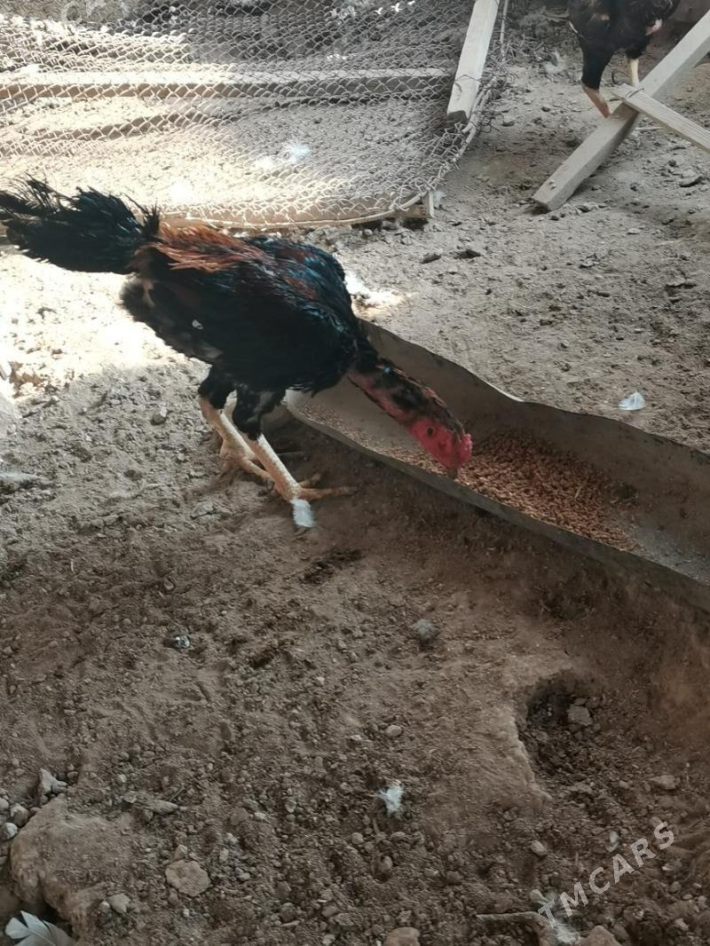 Bayso - Чарджоу - img 3