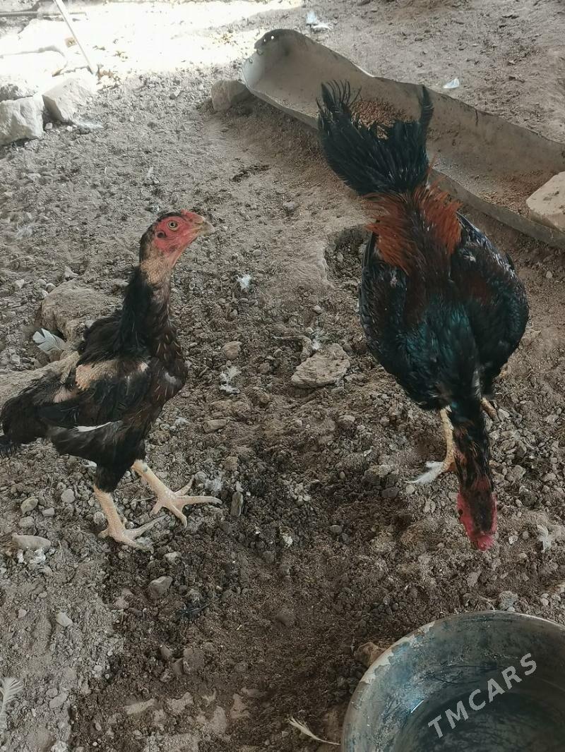 Bayso - Чарджоу - img 2