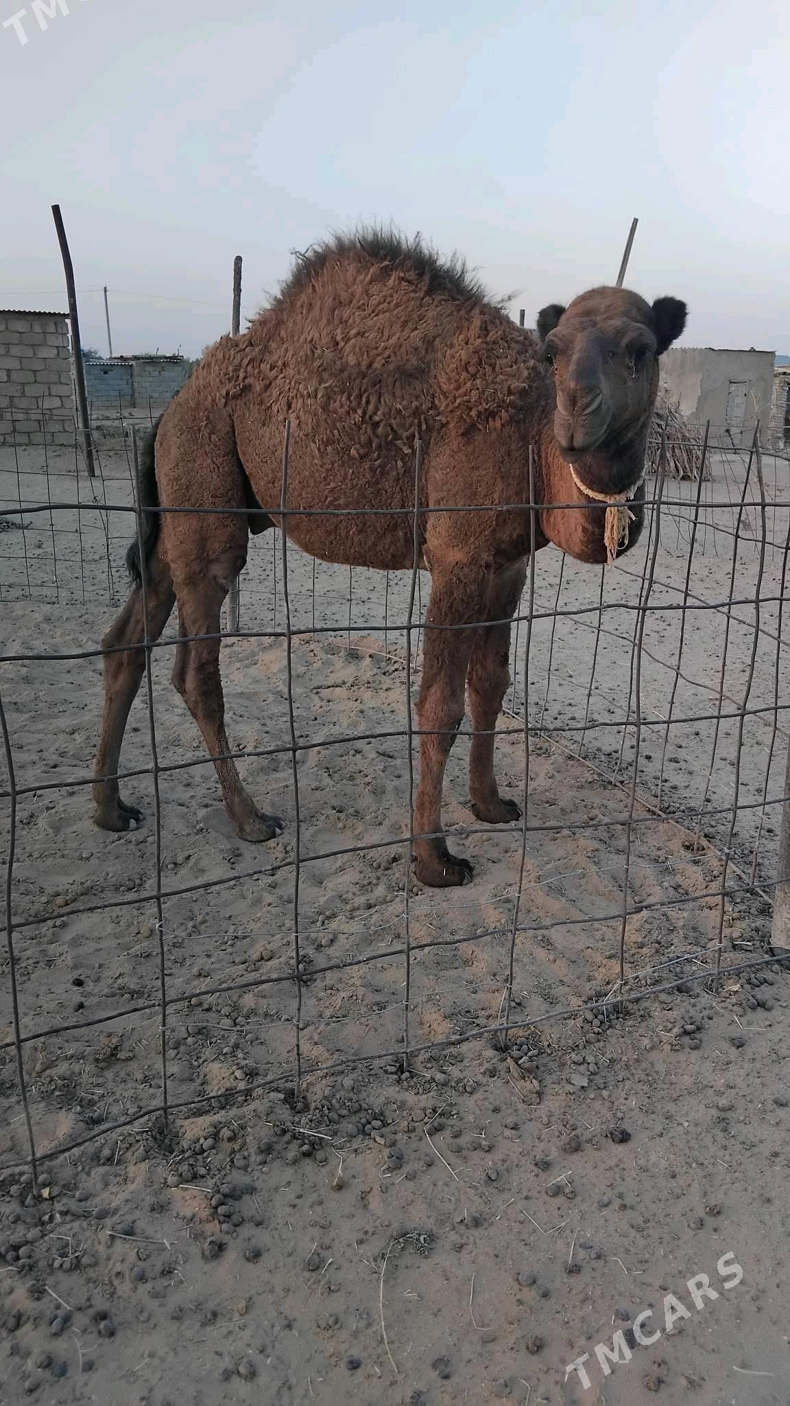 Duye torymly - Ak bugdaý etraby - img 4