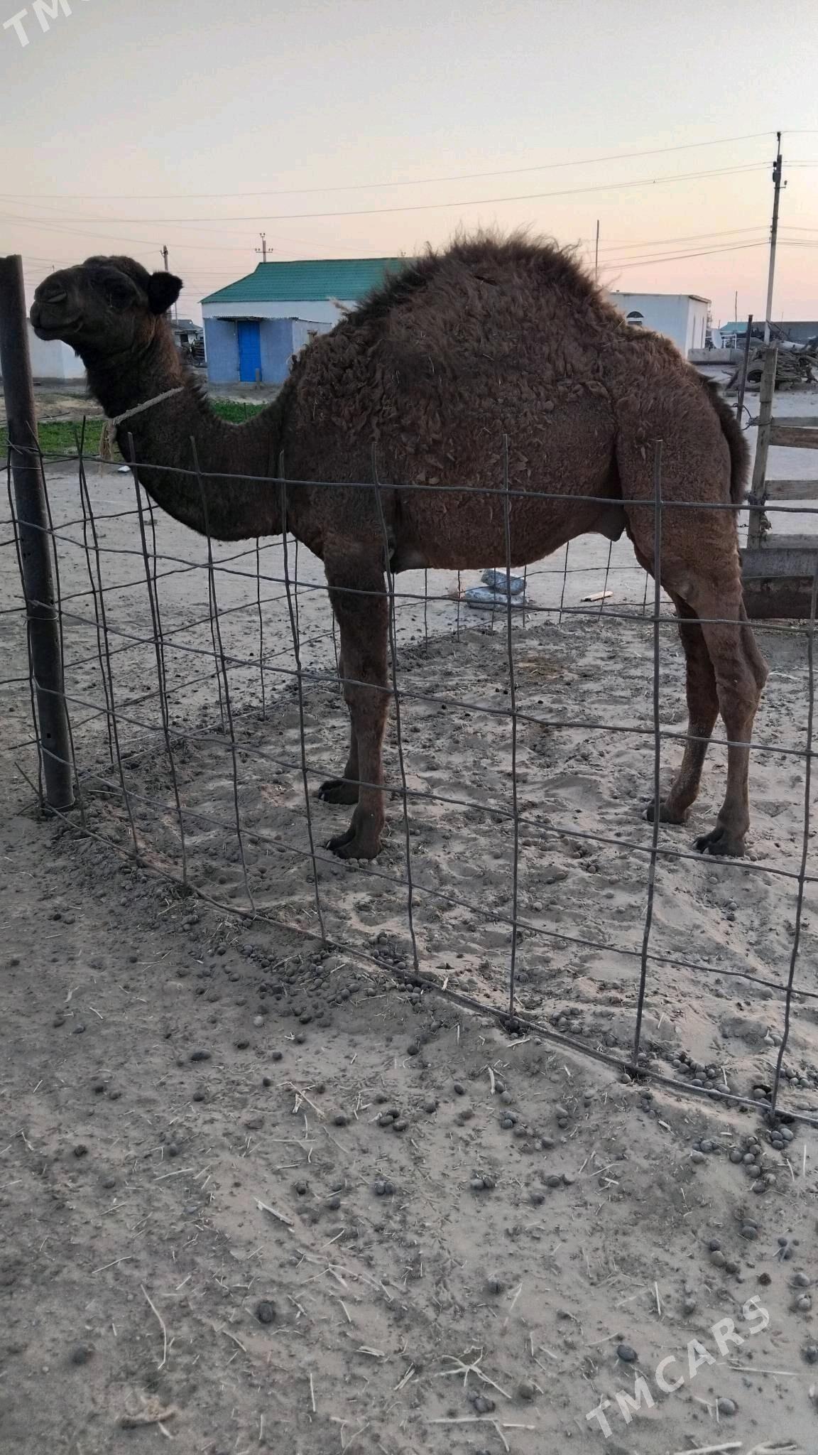 Duye torymly - Ak bugdaý etraby - img 3