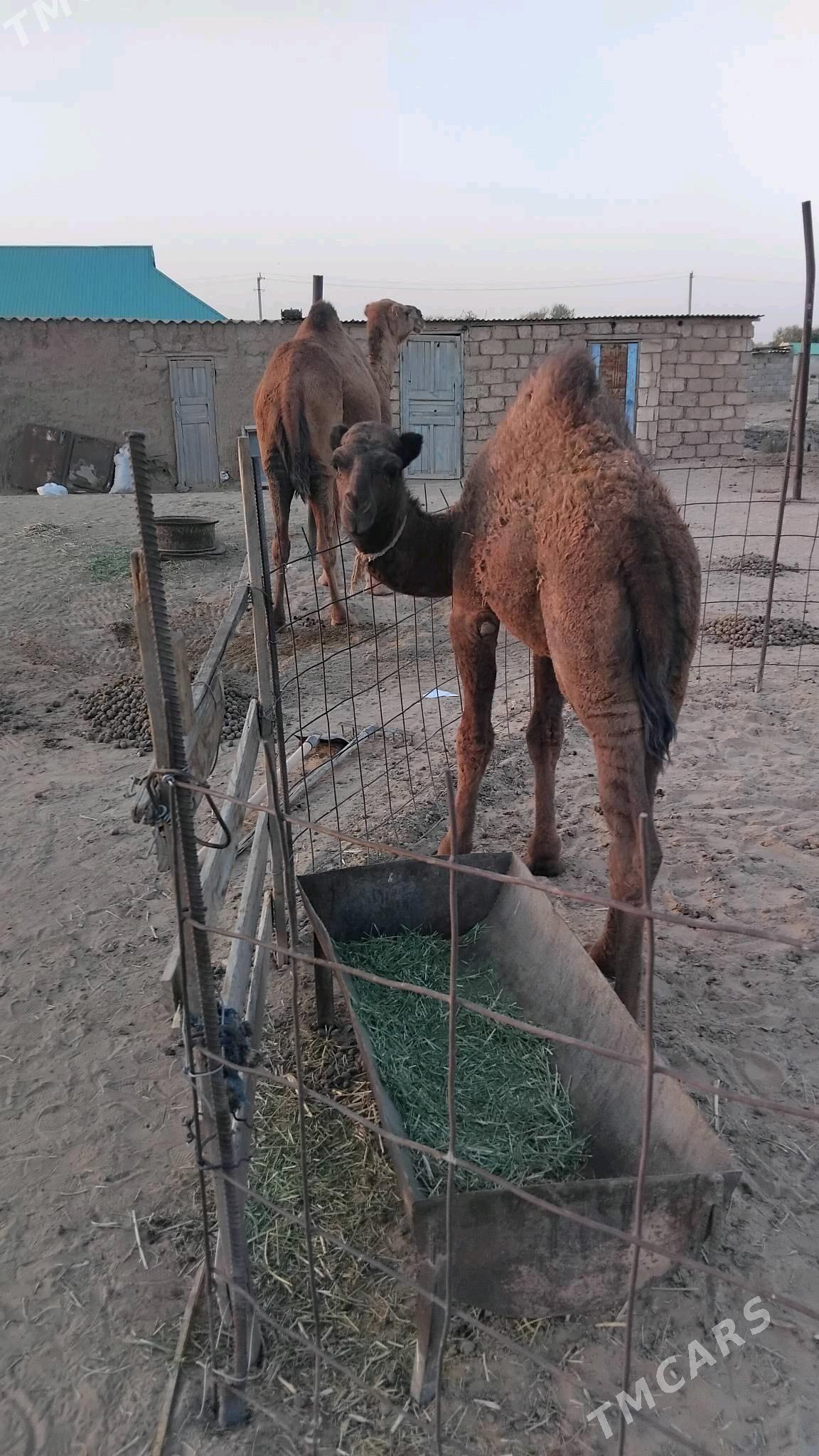 Duye torymly - Ak bugdaý etraby - img 2