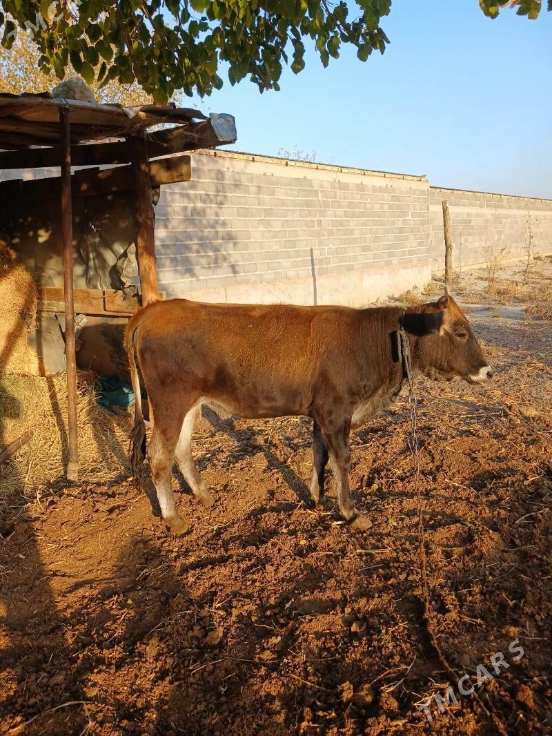 tüwe - Bäherden - img 3