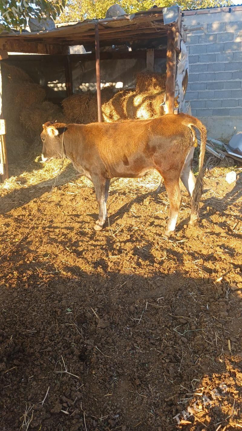 tüwe - Bäherden - img 2