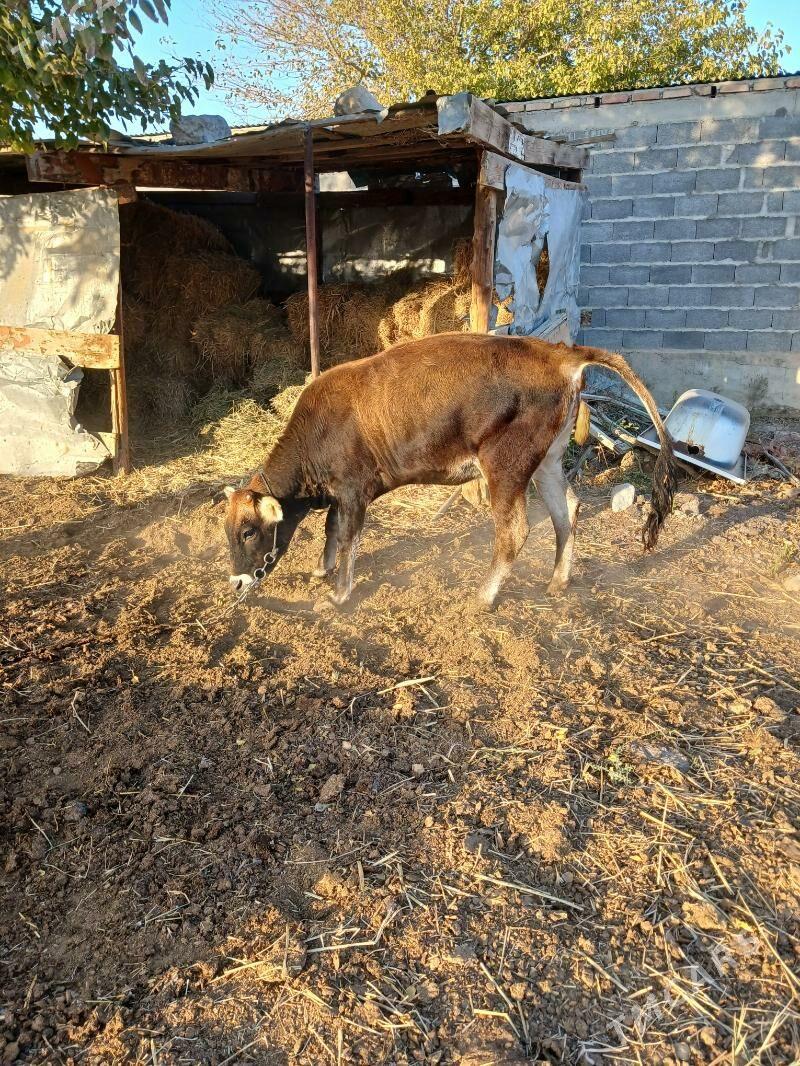 tüwe - Bäherden - img 4