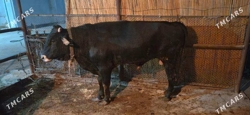 okuz - Aşgabat - img 2