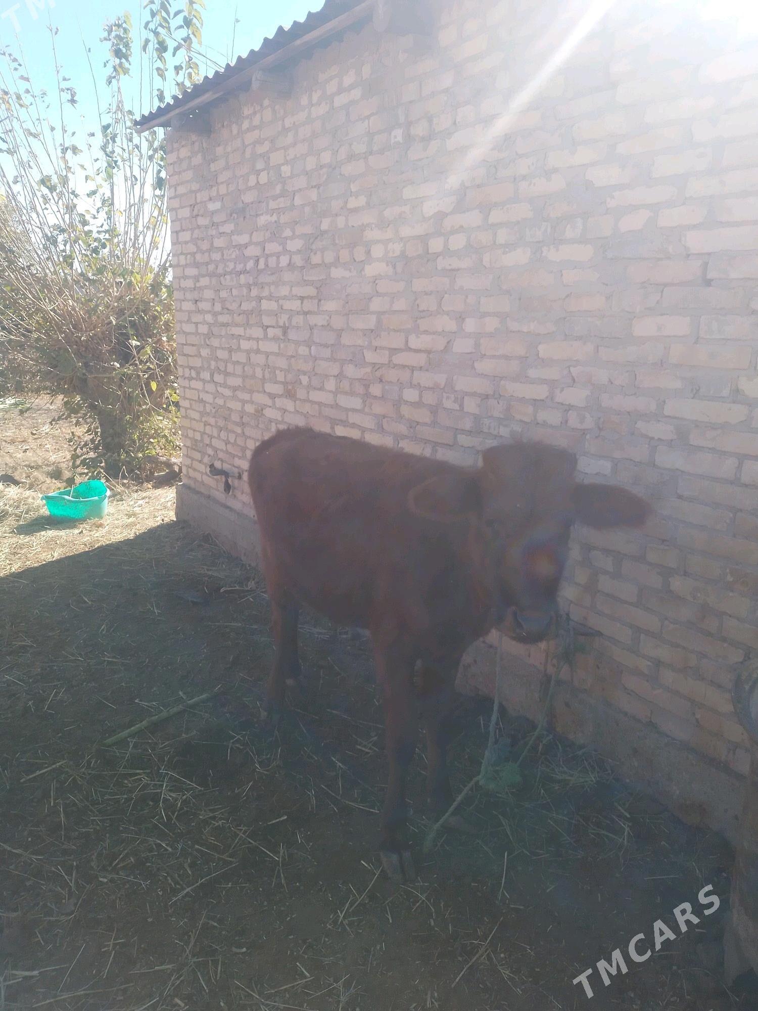 unajyn - Дянев - img 2