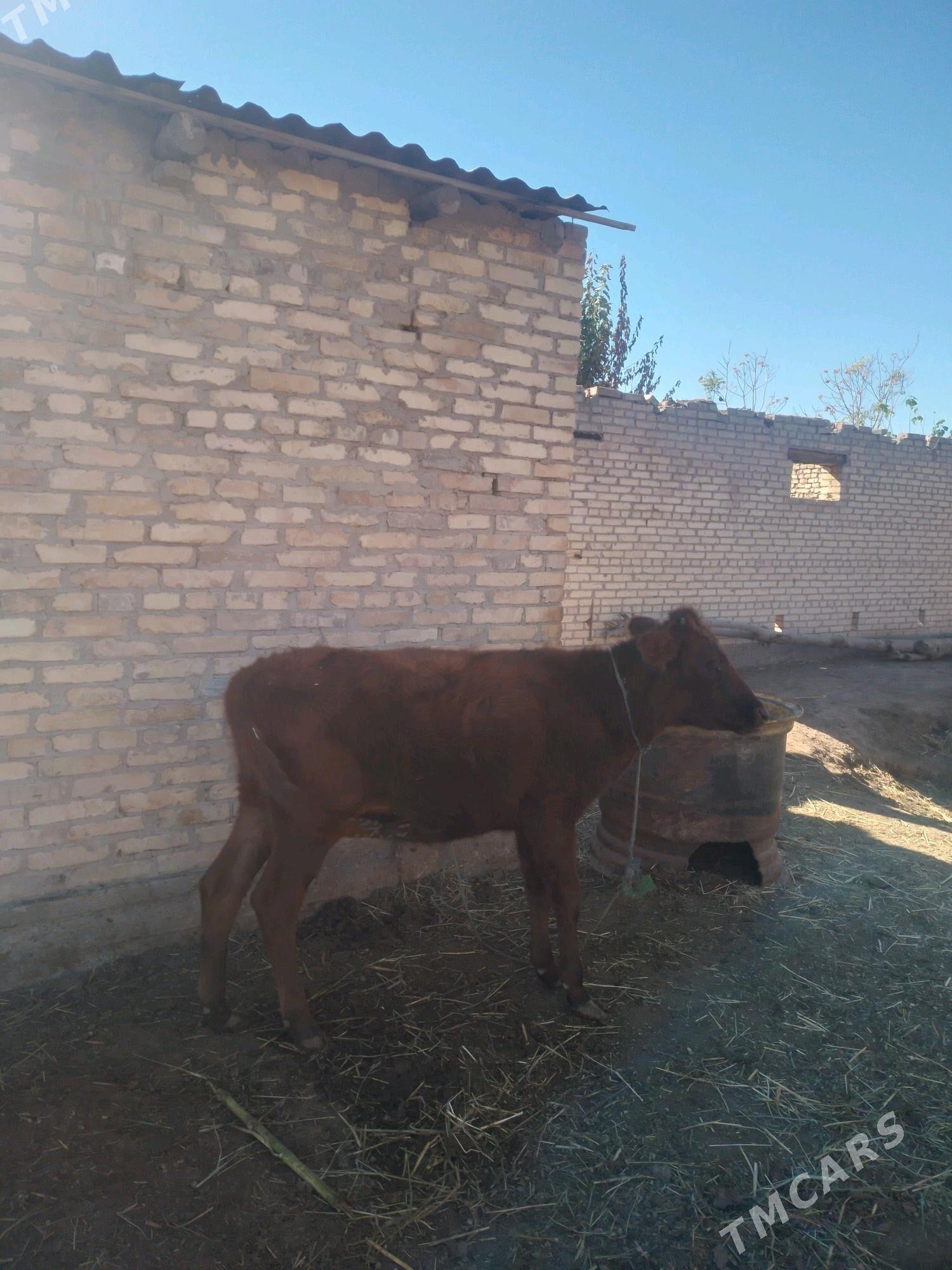 unajyn - Дянев - img 1