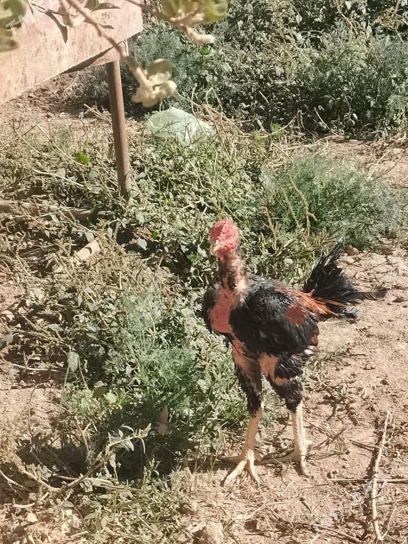 Bayso - Чарджоу - img 5