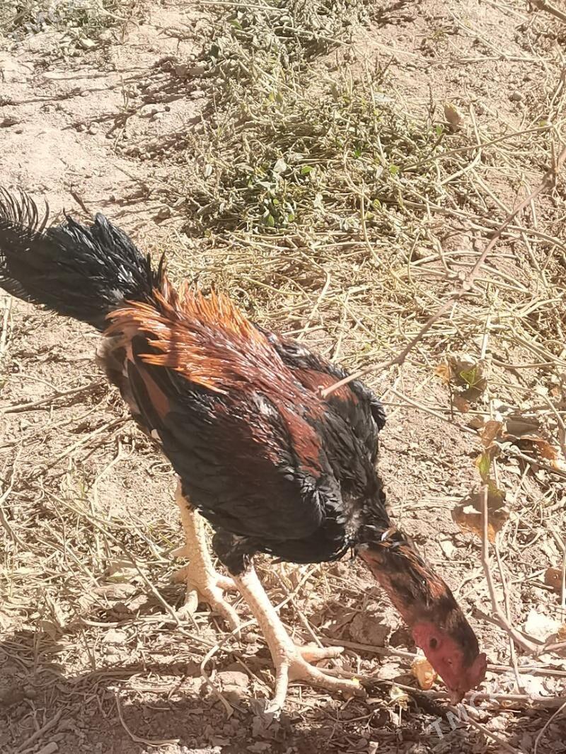 Bayso - Чарджоу - img 4