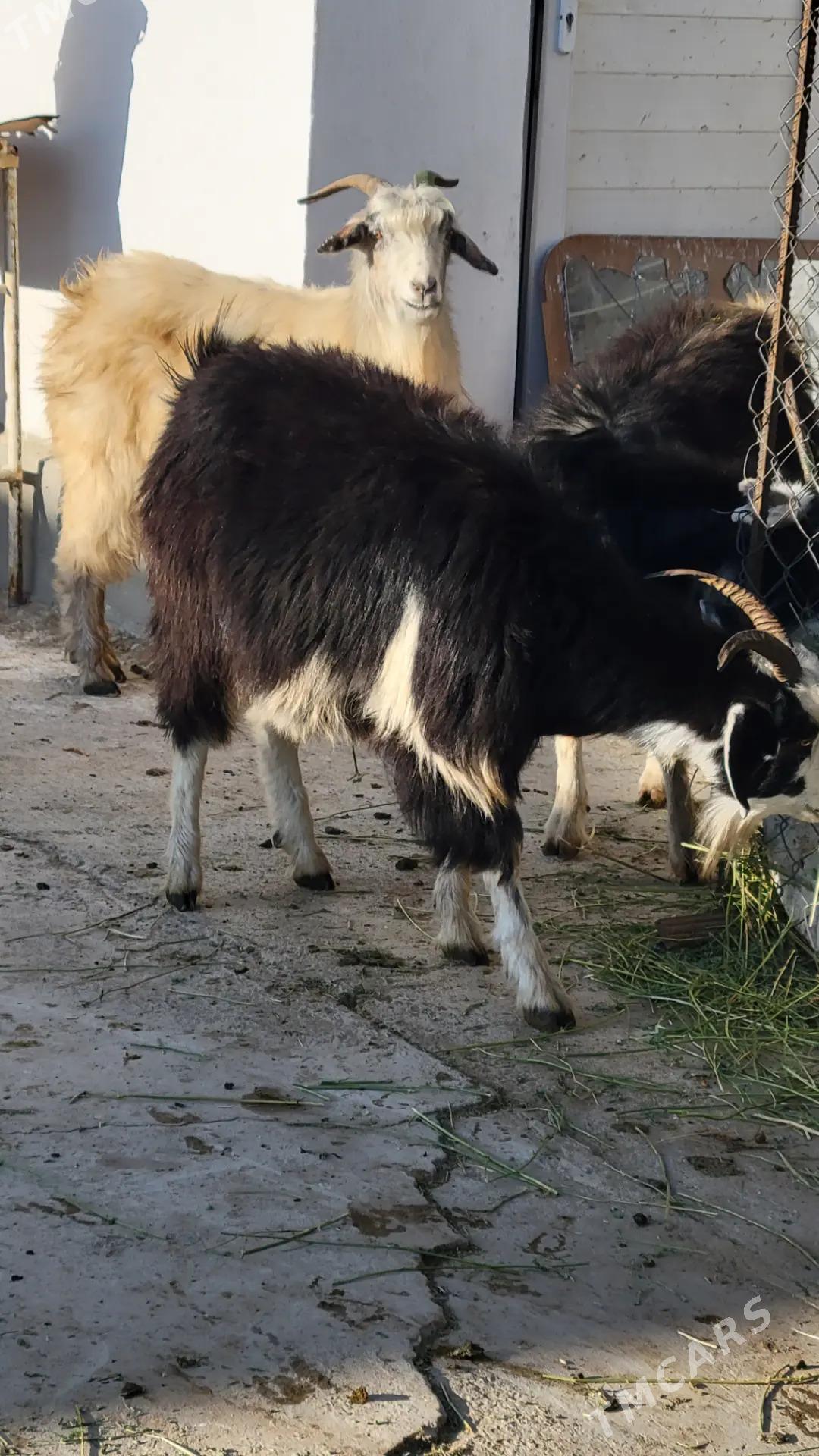 gysyr geci goyun semiz - Ак-Бугдайский этрап - img 3