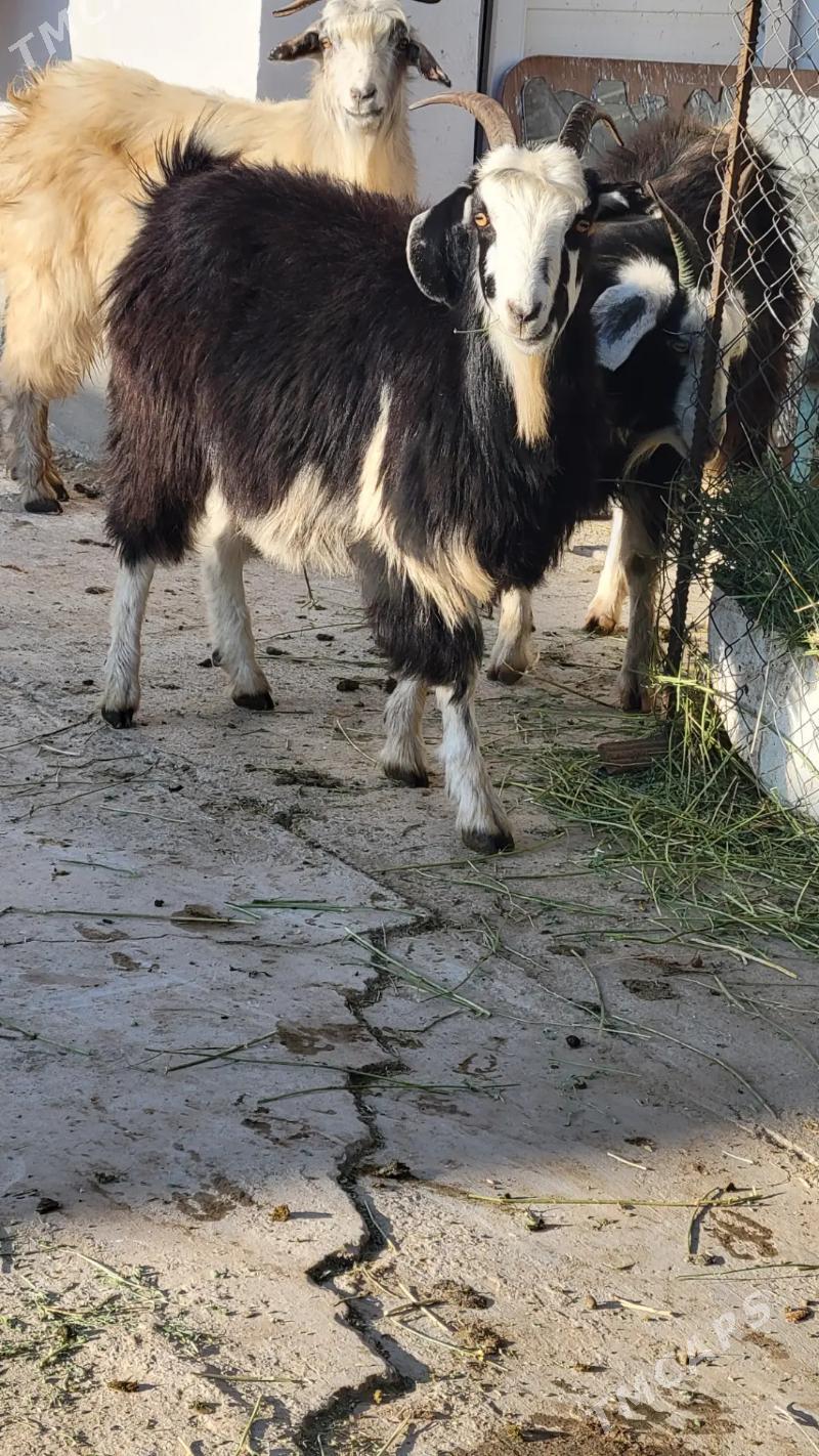 gysyr geci goyun semiz - Ак-Бугдайский этрап - img 2