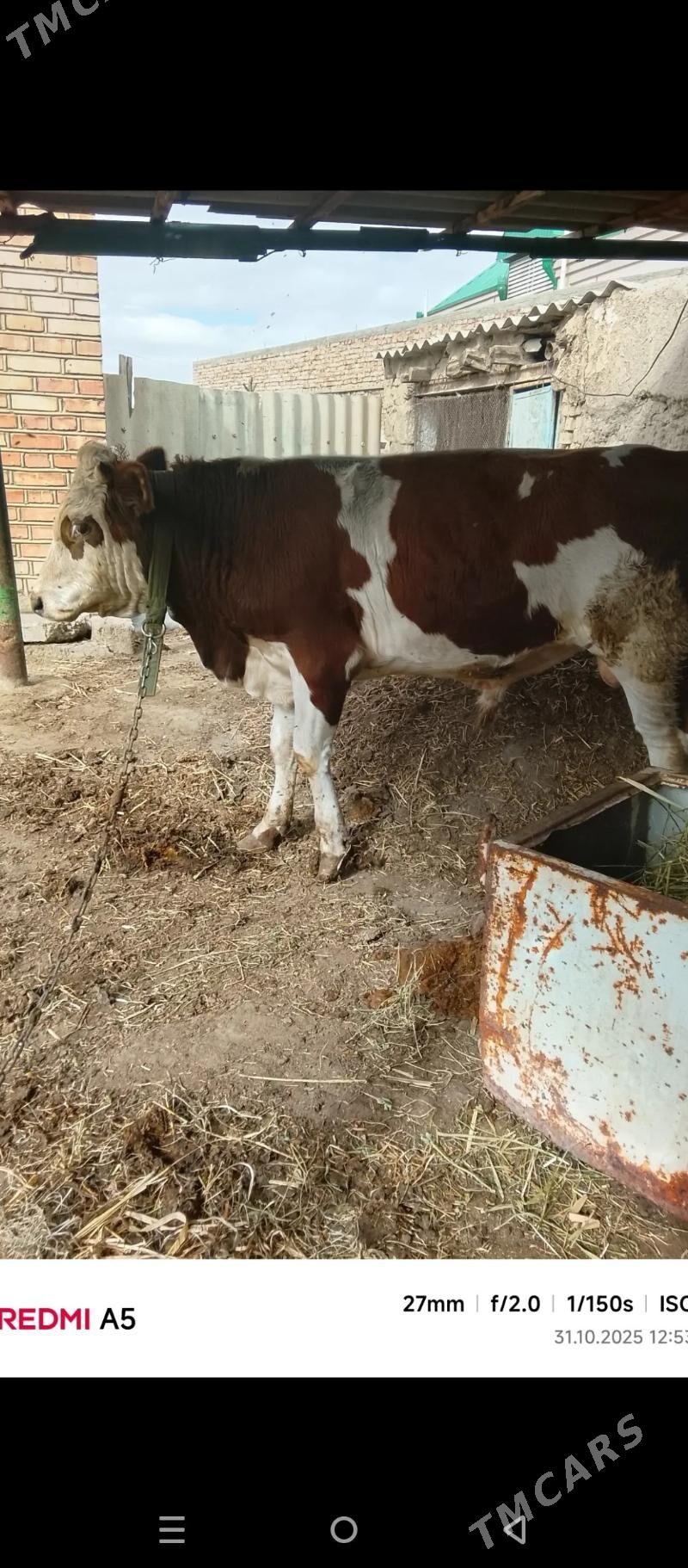 ökiz - Бахарден - img 2