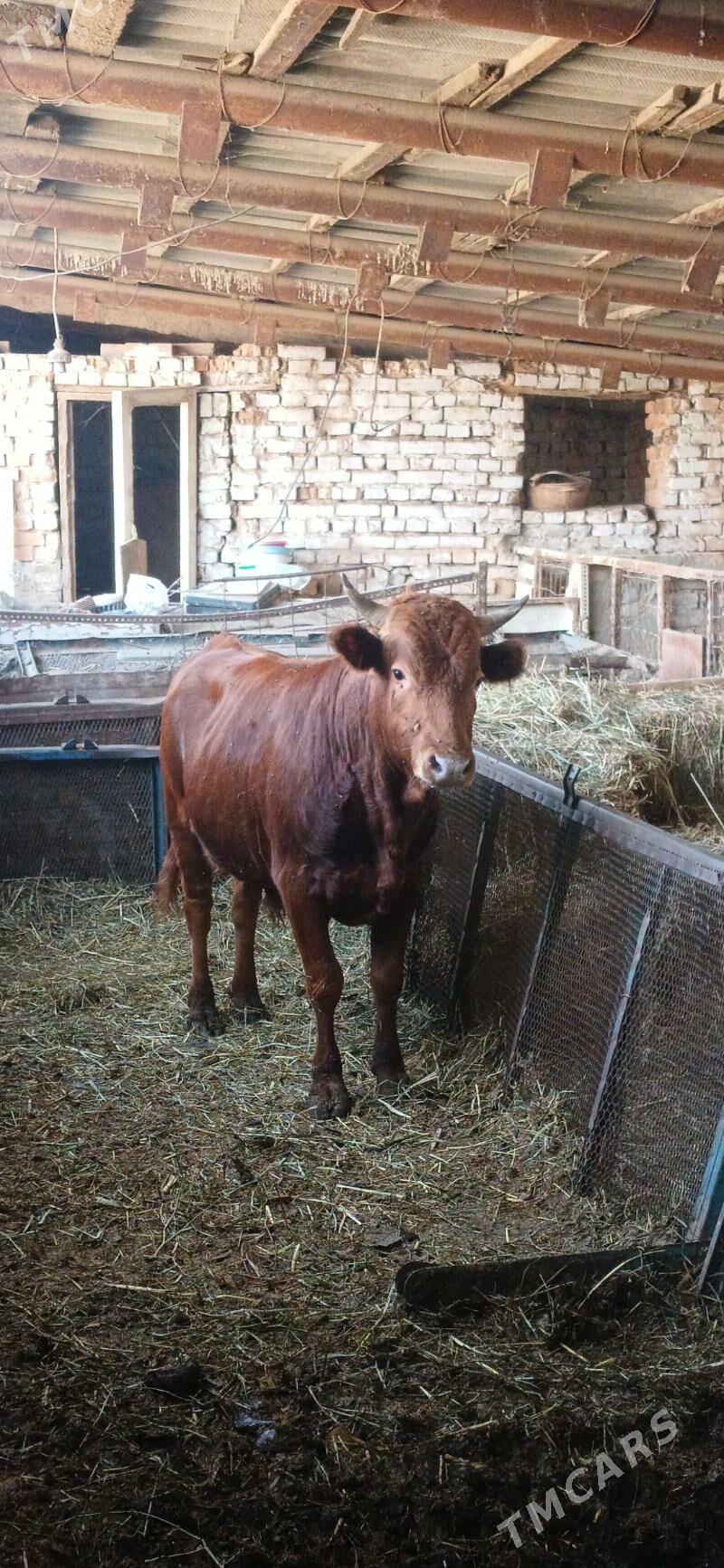 okuz - Ашхабад - img 2