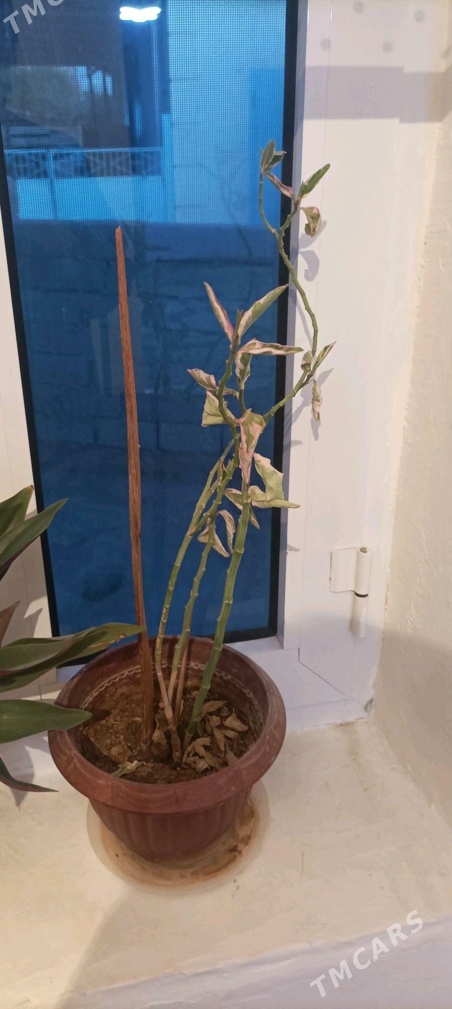 gül we güller - Balkanabat - img 3