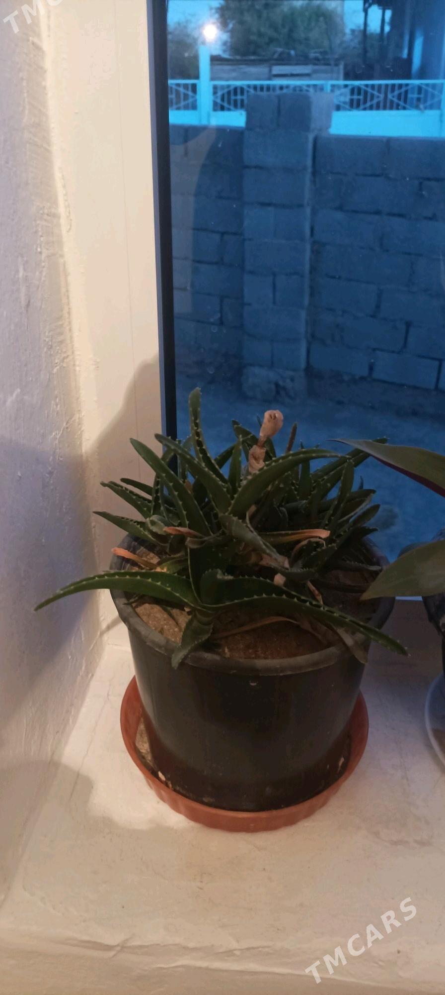 gül we güller - Balkanabat - img 2