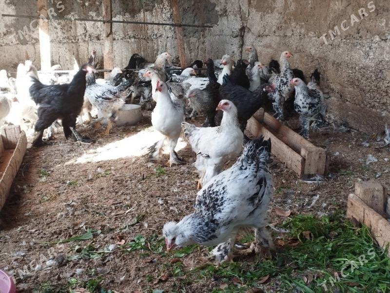 balgar horaz - Gökje - img 10