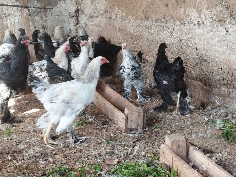 balgar horaz - Gökje - img 4