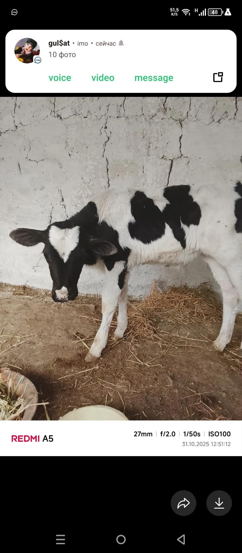 altin şahi ýok - Bäherden - img 2