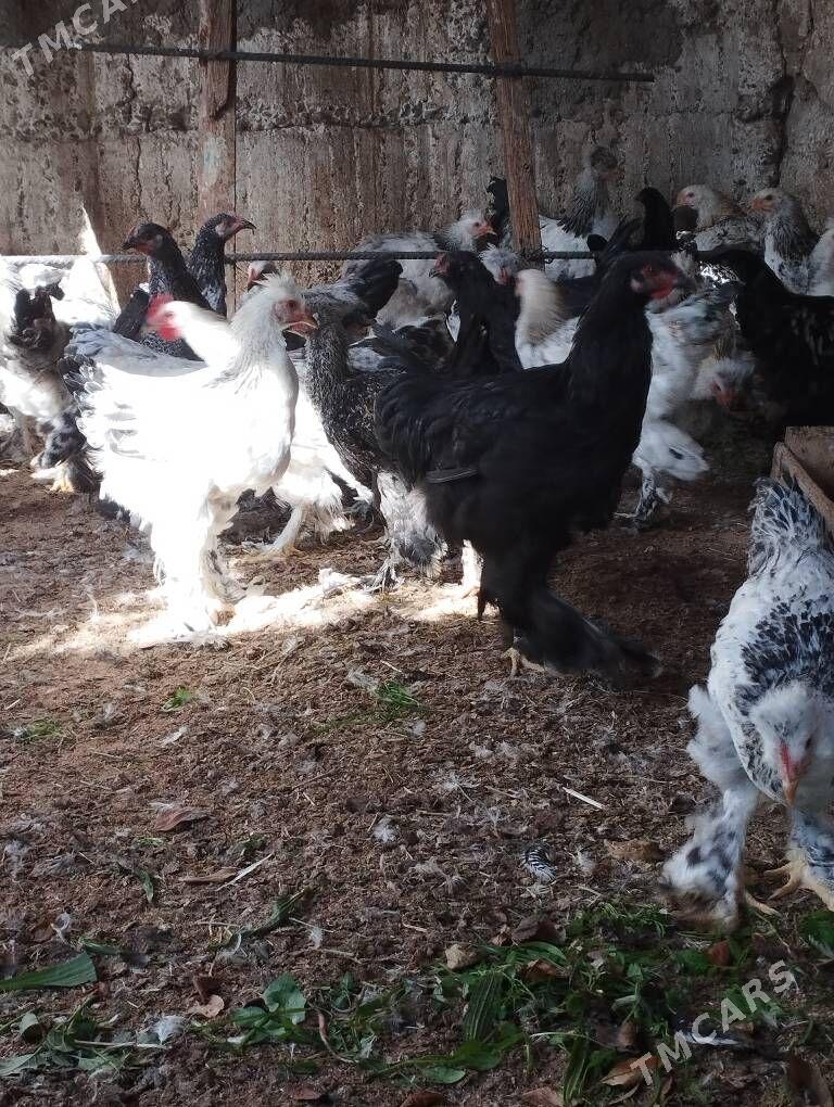 balgar horaz - Gökje - img 3