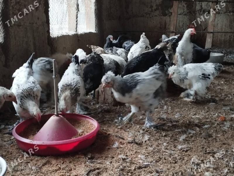 balgar horaz - Gökje - img 9