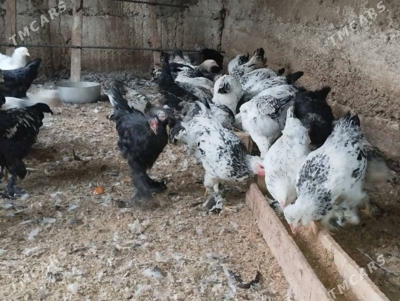 balgar horaz - Gökje - img 6