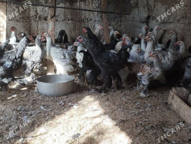 balgar horaz - Gökje - img 2