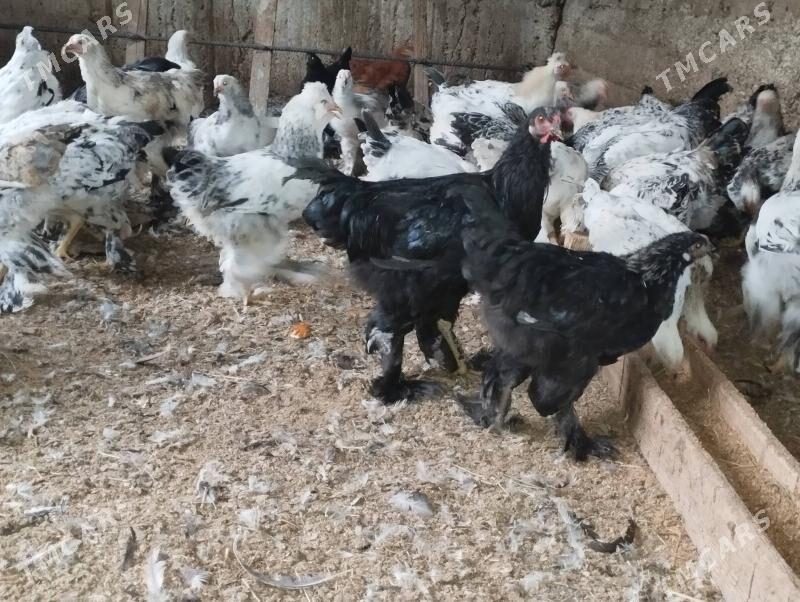 balgar horaz - Gökje - img 8