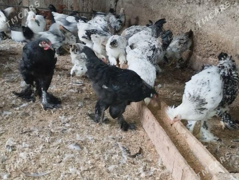 balgar horaz - Gökje - img 7