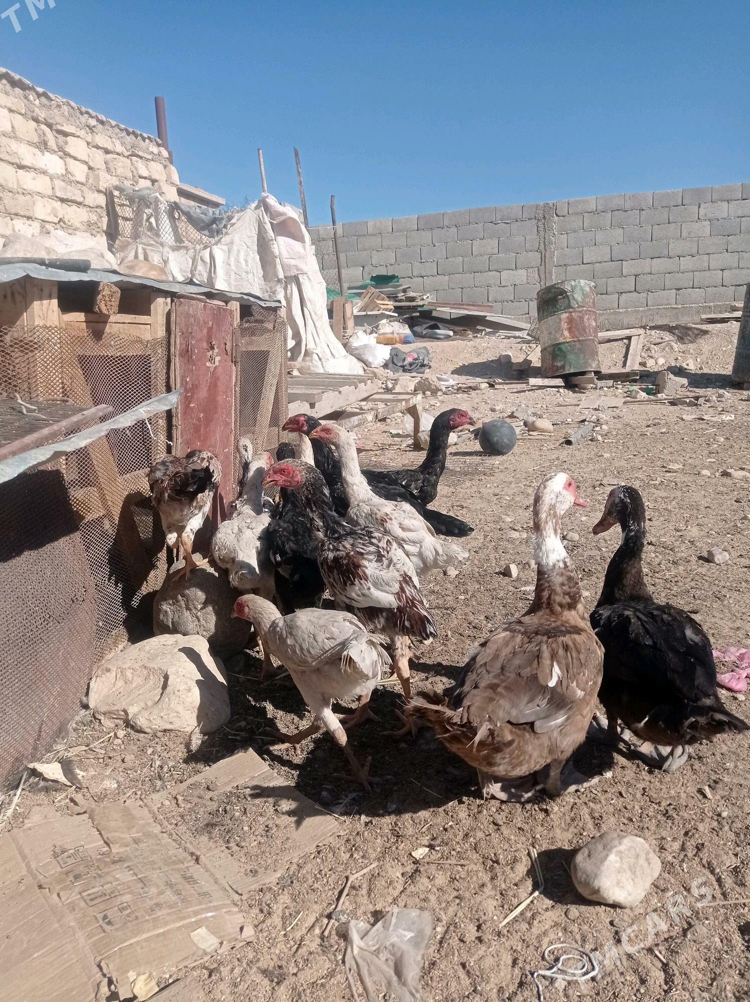 Juje - Балканабат - img 3