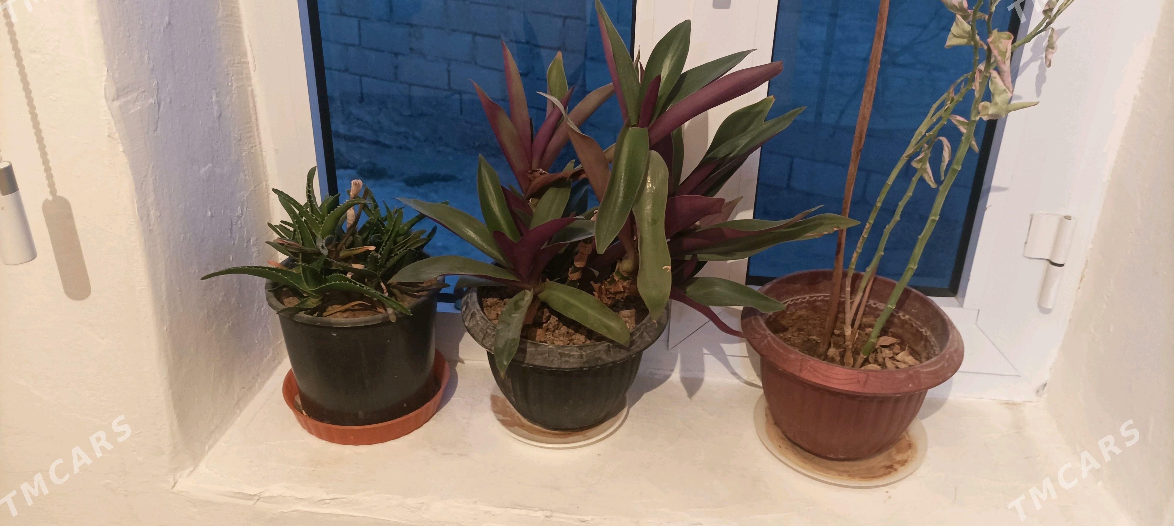 gül we güller - Balkanabat - img 4