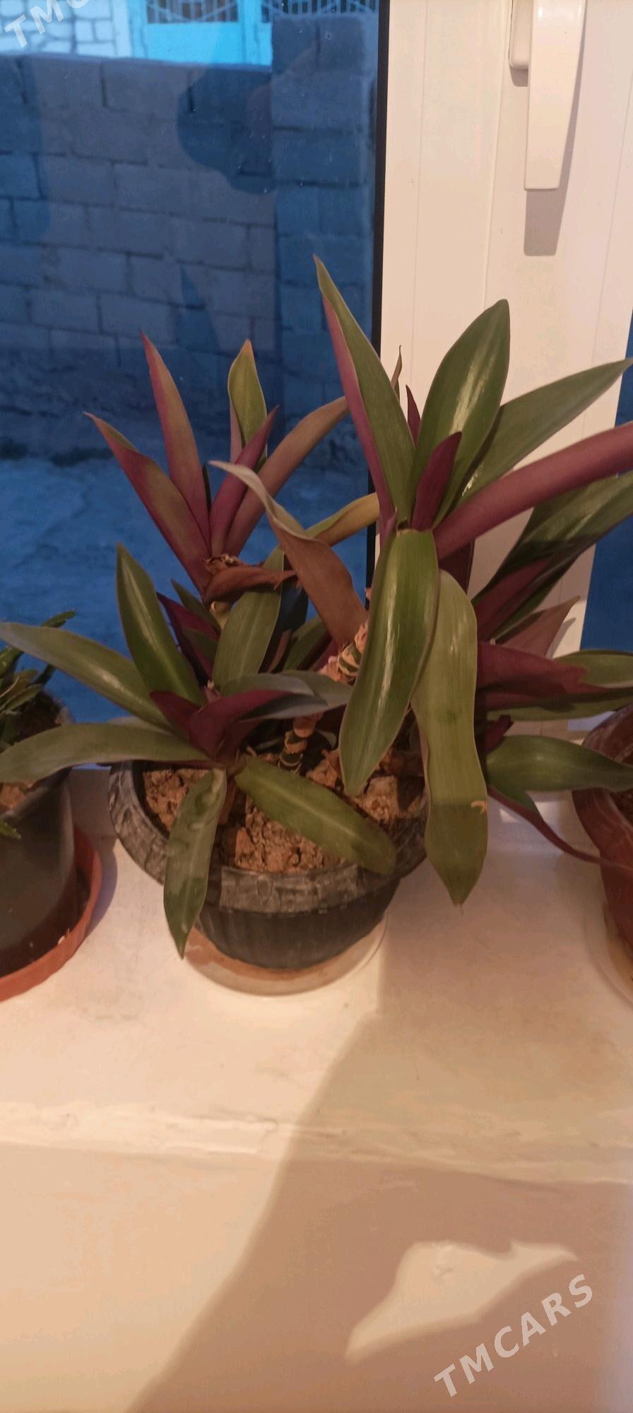 gül we güller - Balkanabat - img 5