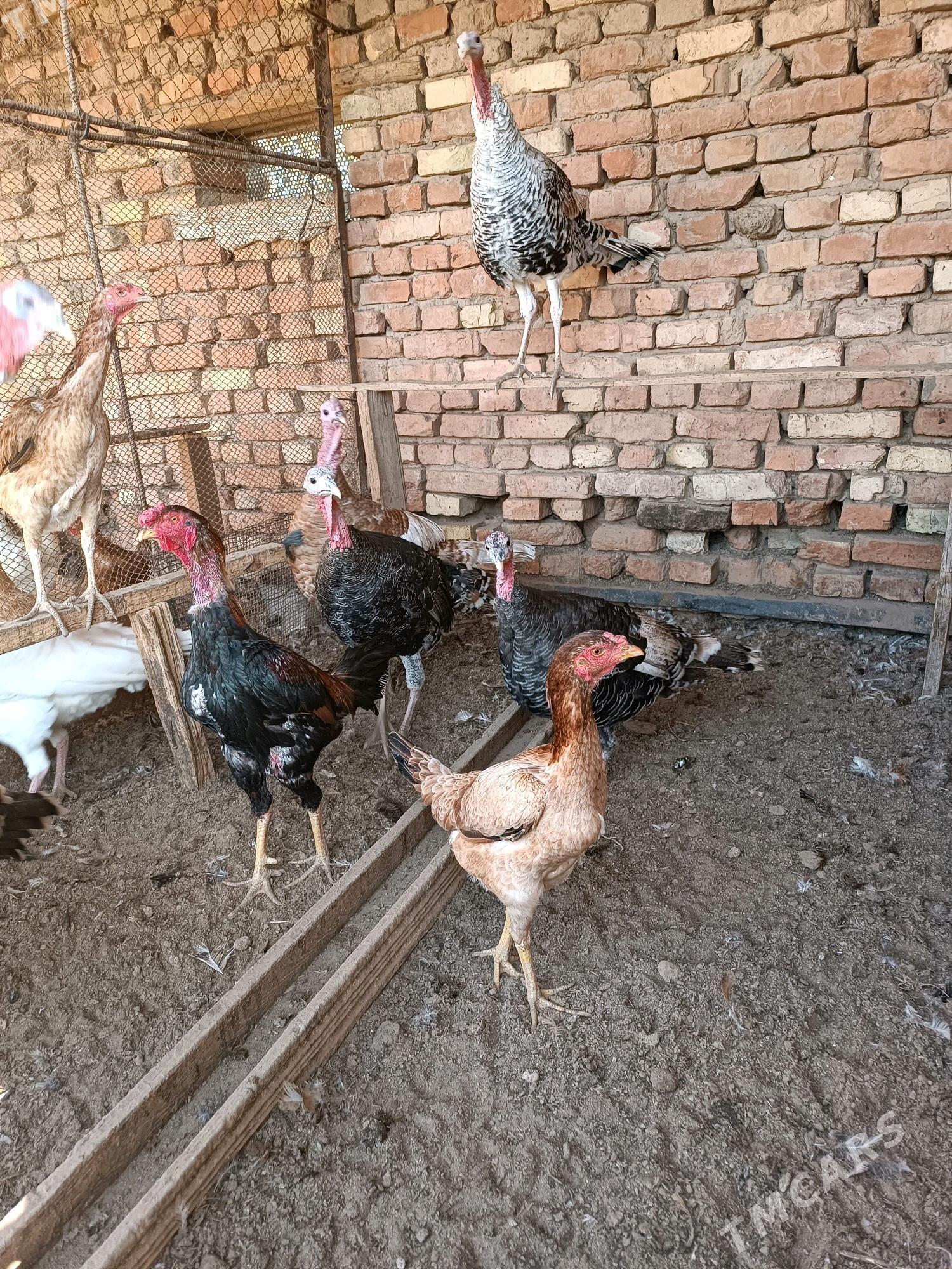 induk - Sakarçäge - img 2