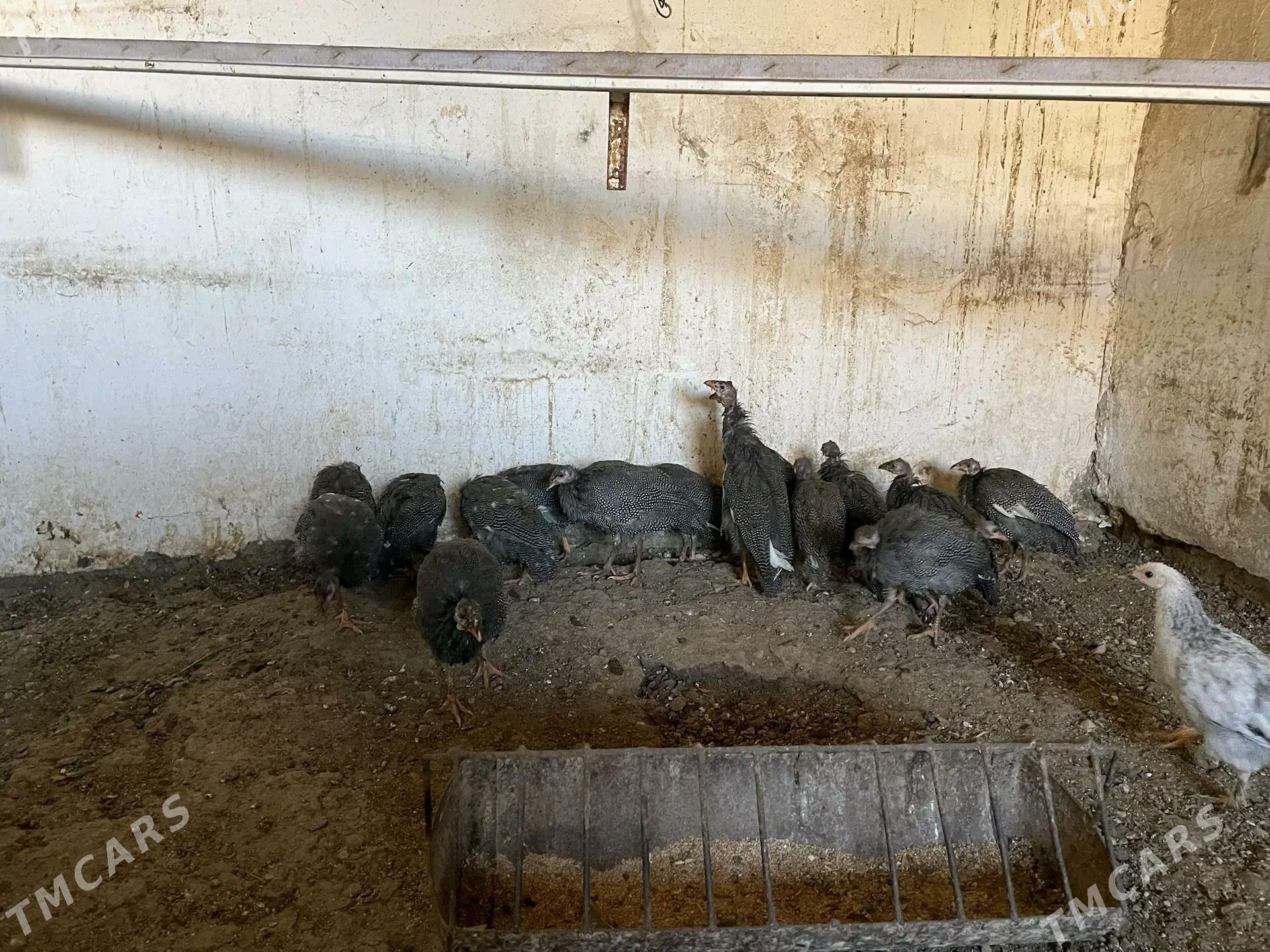 Цызарка - Balkanabat - img 2