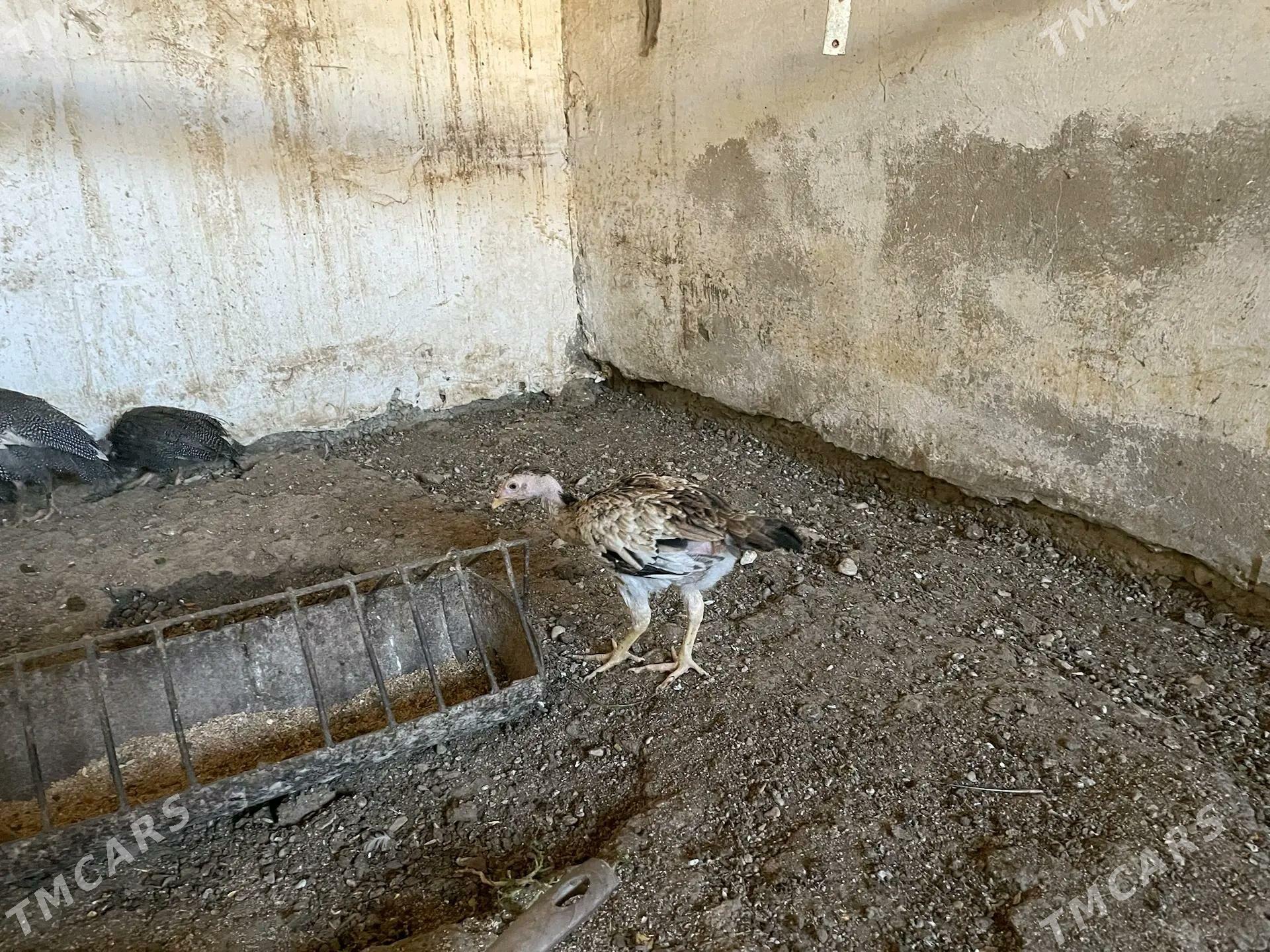 Цызарка - Balkanabat - img 5